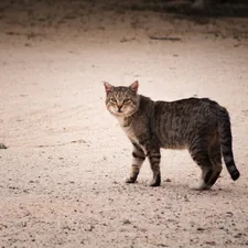 Stray Cat, California City, CA, USA. related to Why Your Cat Keeps Peeing on Your Bed: Understanding the Reason Behind This Behavior