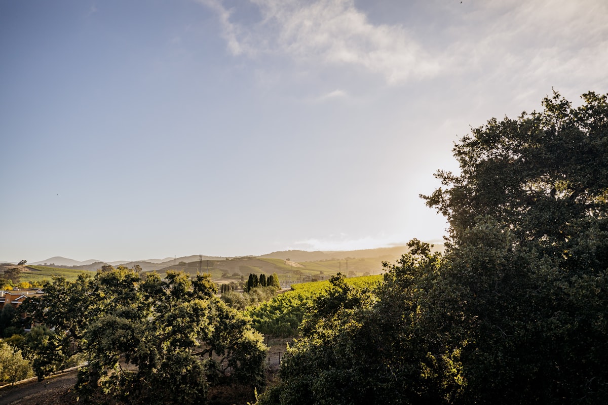 Sunny landscape with green trees and distant hills. related to Charming Stays in Napa Valley