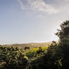 Sunny landscape with green trees and distant hills. related to Charming Stays in Napa Valley