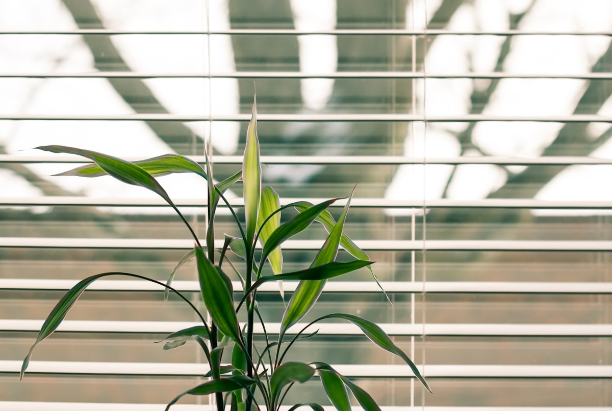 The juxtaposition of the bamboo plant and the tree caught my eye. related to Sustainable Window Treatments: Green Valances for Windows