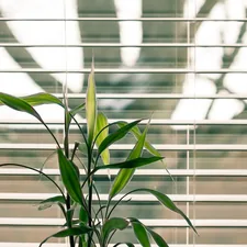 The juxtaposition of the bamboo plant and the tree caught my eye. related to Sustainable Window Treatments: Green Valances for Windows