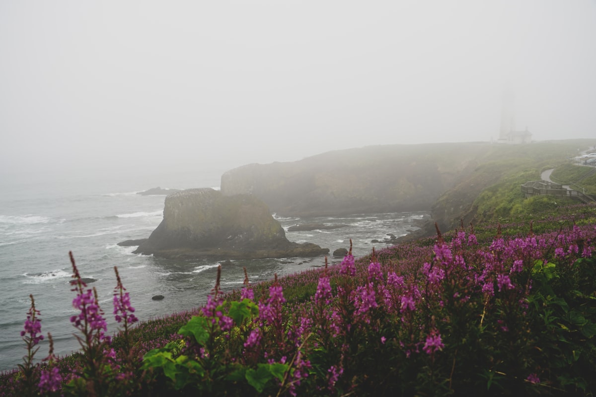 The sea shelf at this national park in Newport, Oregon, was covered in these violet wildflowers. I wanted a photo of the contrast between these wildflowers and the typical drab and gray Oregon skies. In the background is a lighthouse hidden by the fog.  related to Discover the Charm of Newport, Oregon: The Ultimate Guide to Bed and Breakfasts