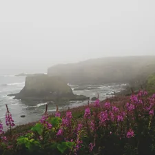 The sea shelf at this national park in Newport, Oregon, was covered in these violet wildflowers. I wanted a photo of the contrast between these wildflowers and the typical drab and gray Oregon skies. In the background is a lighthouse hidden by the fog.  related to Discover the Charm of Newport, Oregon: The Ultimate Guide to Bed and Breakfasts