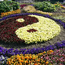 The sign of Ying and Yang - made of flowers. related to Blooming Beauty: Unleashing Your Creativity in Garden Bed Ideas