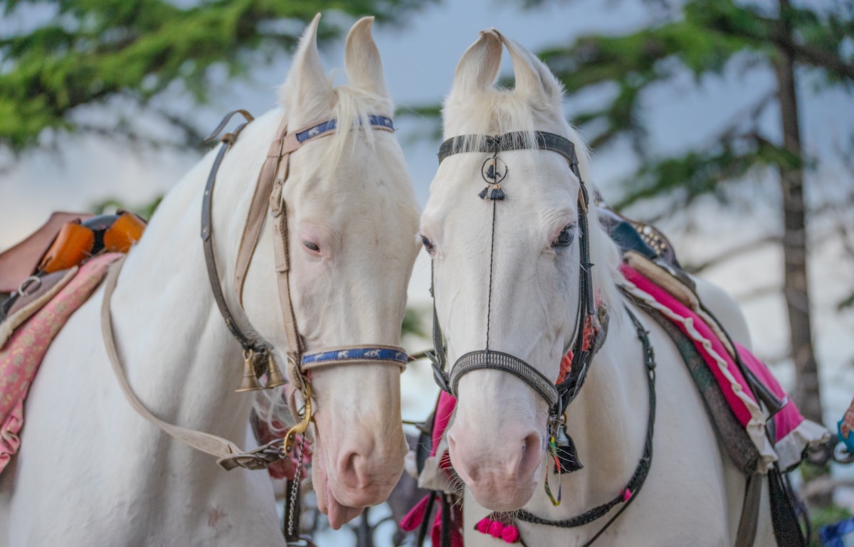 There’s something truly captivating about the quiet bond shared between these two majestic white horses. Standing side by side, adorned with colorful traditional ornaments, they reflect not just beauty—but companionship, trust, and harmony. This image captures a rare and intimate moment where elegance meets emotion, creating a story that goes far beyond what words can fully describe. #HorsePhotography #MajesticAnimals #EquineBeauty #IndianCulture #TraditionAndCulture #Togetherness #AnimalBond #CulturalHeritage #IncredibleIndia #RuralIndia #VisualStorytelling #PhotographyLovers related to Choosing the Right Bedding for Your Twin Horses