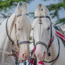 There’s something truly captivating about the quiet bond shared between these two majestic white horses. Standing side by side, adorned with colorful traditional ornaments, they reflect not just beauty—but companionship, trust, and harmony. This image captures a rare and intimate moment where elegance meets emotion, creating a story that goes far beyond what words can fully describe. #HorsePhotography #MajesticAnimals #EquineBeauty #IndianCulture #TraditionAndCulture #Togetherness #AnimalBond #CulturalHeritage #IncredibleIndia #RuralIndia #VisualStorytelling #PhotographyLovers related to Choosing the Right Bedding for Your Twin Horses
