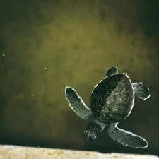 these guys usually dont stand a chance in the wild, this turtle sanctuary might help? related to Nurturing Nature's Treasures: Choosing the Best Turtle Baby Bedding