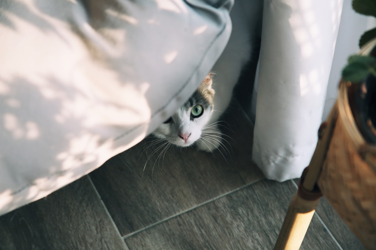 This is Shelby. related to Exploring Home Essentials in Athens, GA