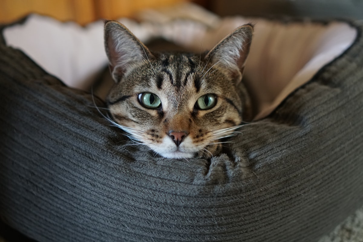 Tigger. related to The Ultimate Guide to Covered Cat Beds: Comfort and Style for Your Feline Friend