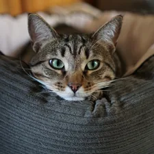 Tigger. related to The Ultimate Guide to Covered Cat Beds: Comfort and Style for Your Feline Friend