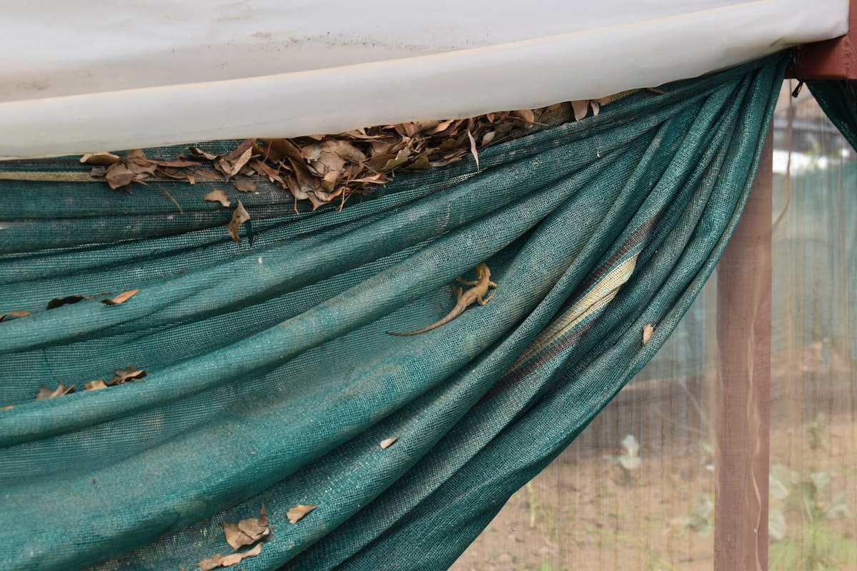 Torn green shade cloth with debris and leaves. related to DIY Swag Valance Tutorial