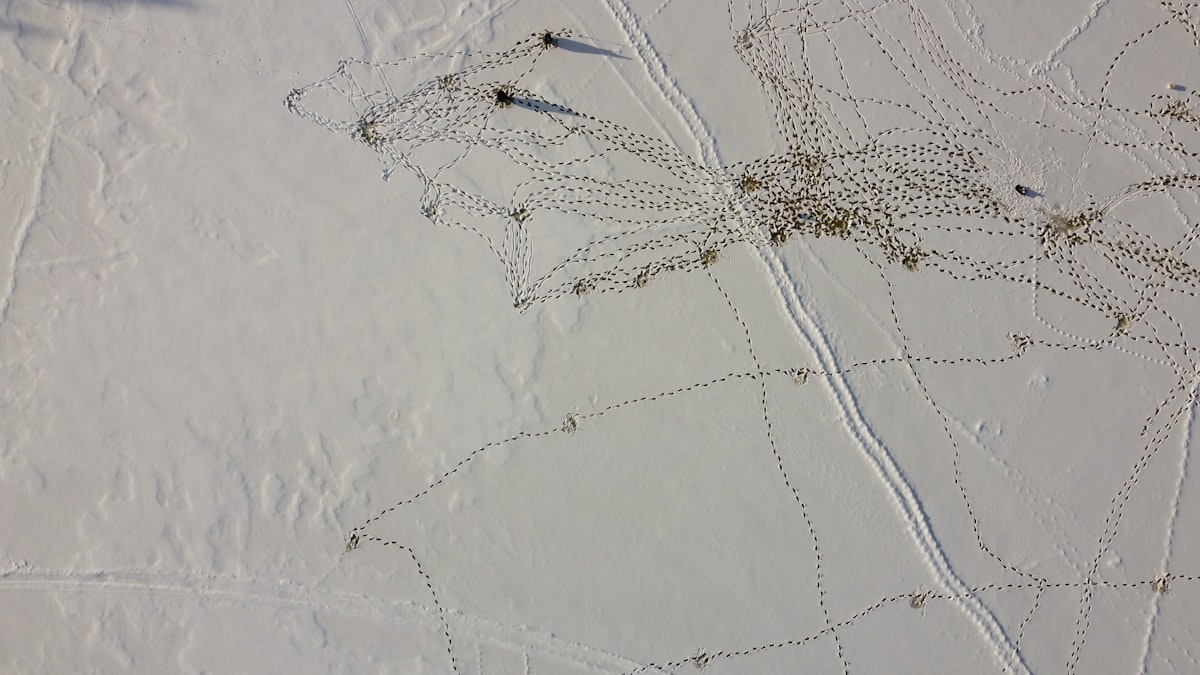 Traces from winter ice fishing on the lake related to Don't Let the Bed Bugs Bite: A Guide to Identifying and Eliminating Them from Your Mattress