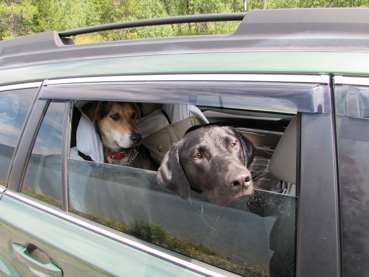 Traveling dogs Apache and Agape in Yellowstone. related to Transform Your Car Backseat into a Comfortable Bed: The Ultimate Guide