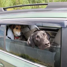 Traveling dogs Apache and Agape in Yellowstone. related to Transform Your Car Backseat into a Comfortable Bed: The Ultimate Guide