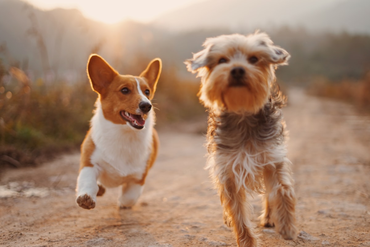 two brown and white dogs running dirt road during daytime related to Choosing the Best Steps for Your Dog's Bed