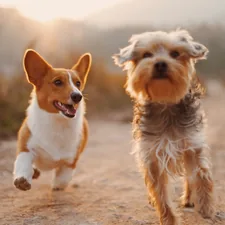 two brown and white dogs running dirt road during daytime related to Choosing the Best Steps for Your Dog's Bed