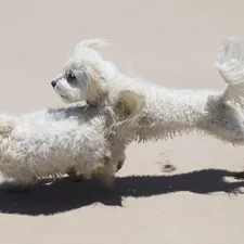 Two Dogs (Smith Beach, WA)) related to Maltese Coverlet Sets