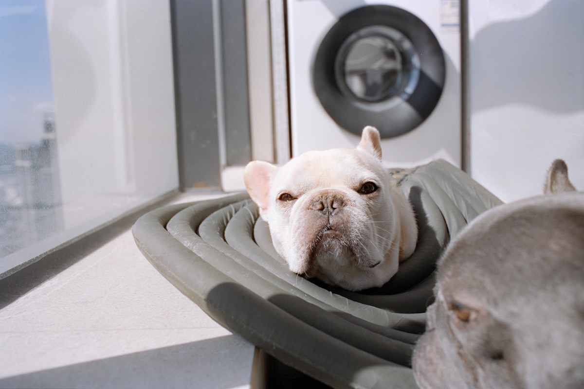 Two french bulldogs resting on a bed. related to Pamper Your Pet: The Ultimate Guide to Floating Dog Beds