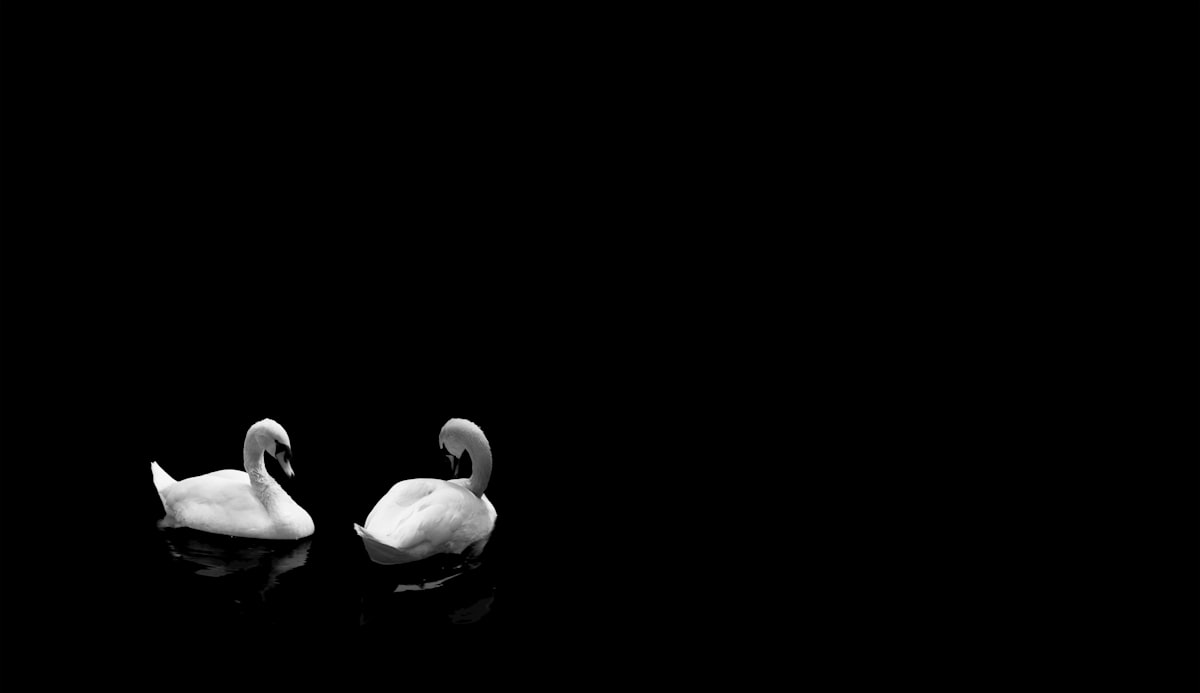 Two white swans floating on dark water. related to  Elegant Elegance: Black and White Damask Window Valance