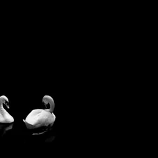 Two white swans floating on dark water. related to  Elegant Elegance: Black and White Damask Window Valance
