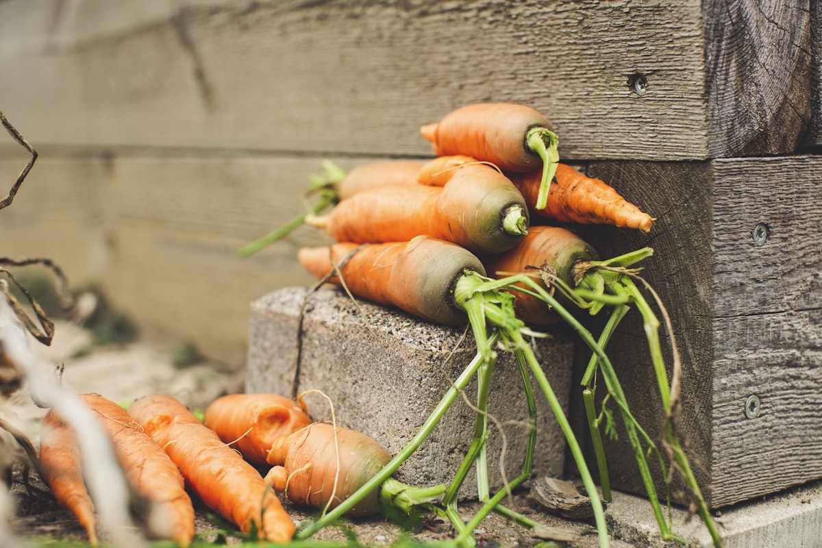 Urban gardening - fresh bio harvest carrots from raised bed for self supply related to Elevated Elegance: The Art of Raised Bed Gardening