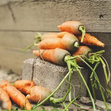 Urban gardening - fresh bio harvest carrots from raised bed for self supply related to Elevated Elegance: The Art of Raised Bed Gardening