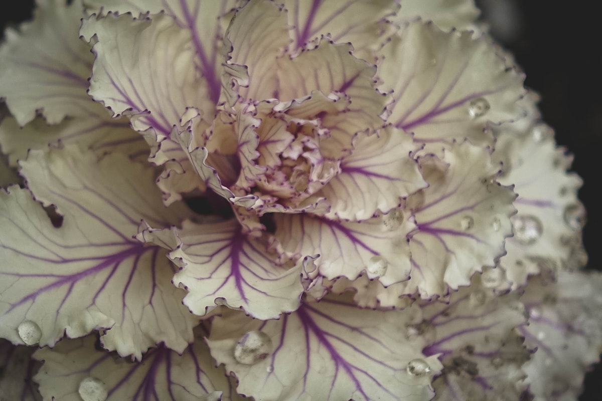 Vein Flower related to Transform Your Bedroom with Elegant Purple Ruffle Bedding