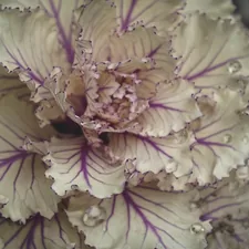 Vein Flower related to Transform Your Bedroom with Elegant Purple Ruffle Bedding