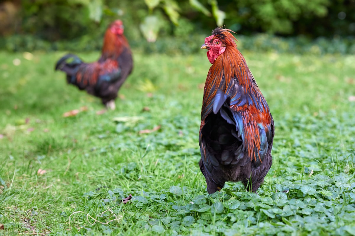 Vibrant roosters with colorful feathers roam freely in a lush green field. One magnificent rooster stands out in sharp detail, looking over its shoulder, while another is blurred in the background. related to Blue Rooster Chiminea Reviews: A Comprehensive Guide
