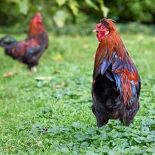 Vibrant roosters with colorful feathers roam freely in a lush green field. One magnificent rooster stands out in sharp detail, looking over its shoulder, while another is blurred in the background. related to Blue Rooster Chiminea Reviews: A Comprehensive Guide