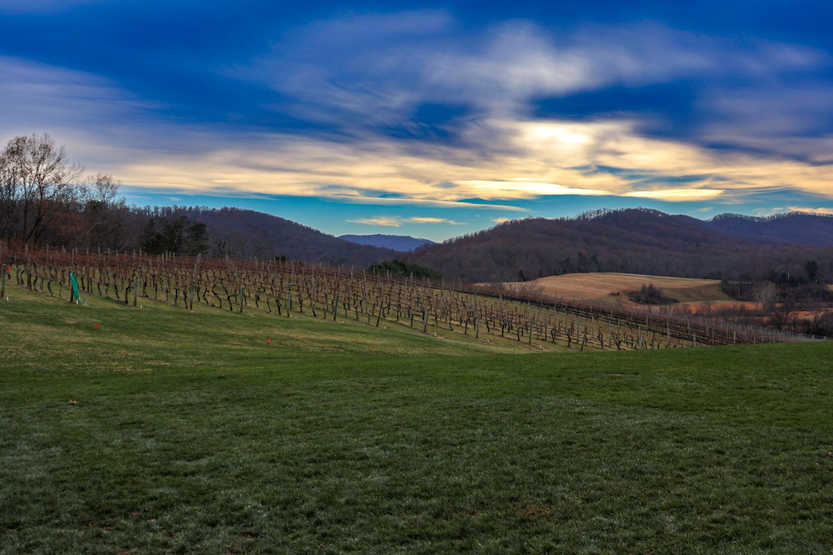 Views of the vineyard related to Romantic Getaway at Virginia's Finest Bed and Breakfast Winery