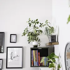 Wall art and plants displayed on shelves related to Upgrade Your Home Decor with Attached Priscilla Curtains Valance