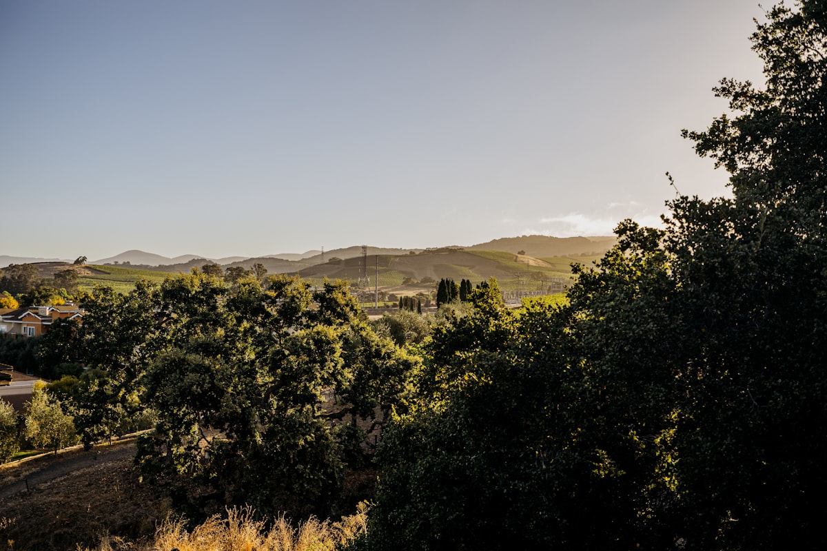 Warm sunlight illuminates green trees and distant hills. related to Charming Stays in Napa Valley