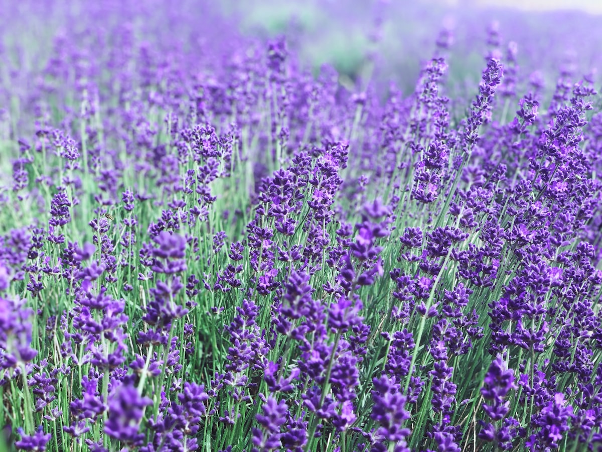 While walking the Kentish outdoors, we stumbled across this lavender farm, and i couldn’t resist capturing the  beauty of these flowers. I wonder if we would ever record smells just like vision ! related to Using Lavender Oil for Bed Bugs: A Natural Solution to Eliminate Pests