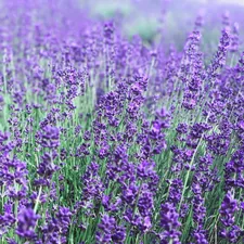 While walking the Kentish outdoors, we stumbled across this lavender farm, and i couldn’t resist capturing the  beauty of these flowers. I wonder if we would ever record smells just like vision ! related to Using Lavender Oil for Bed Bugs: A Natural Solution to Eliminate Pests