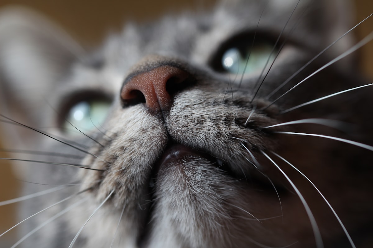 Whisker Face related to Creating the Perfect Cozy Cat Bed: A Step-by-Step Guide