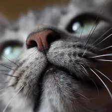 Whisker Face related to Creating the Perfect Cozy Cat Bed: A Step-by-Step Guide