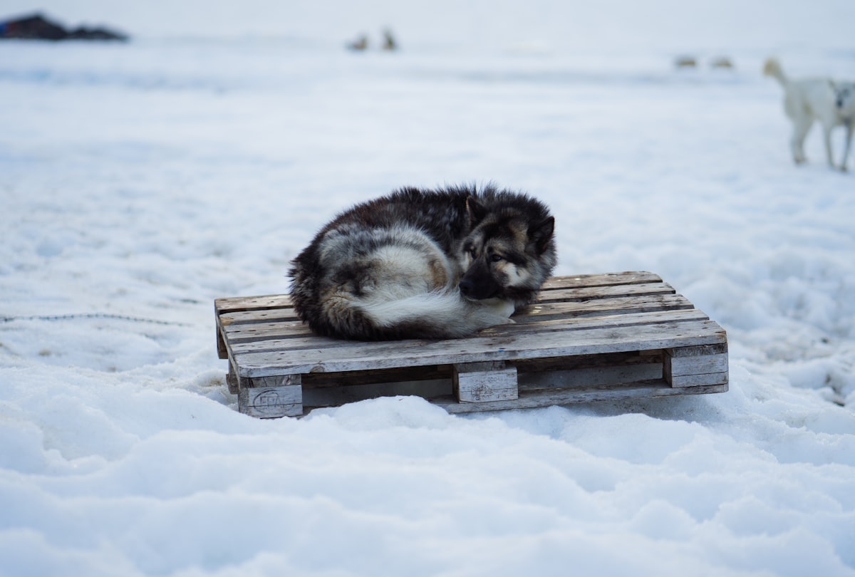 white and black siberian husky lying on brown wooden bench during daytime related to Comfortable Beds for Your Furry Friend