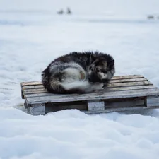 white and black siberian husky lying on brown wooden bench during daytime related to Comfortable Beds for Your Furry Friend