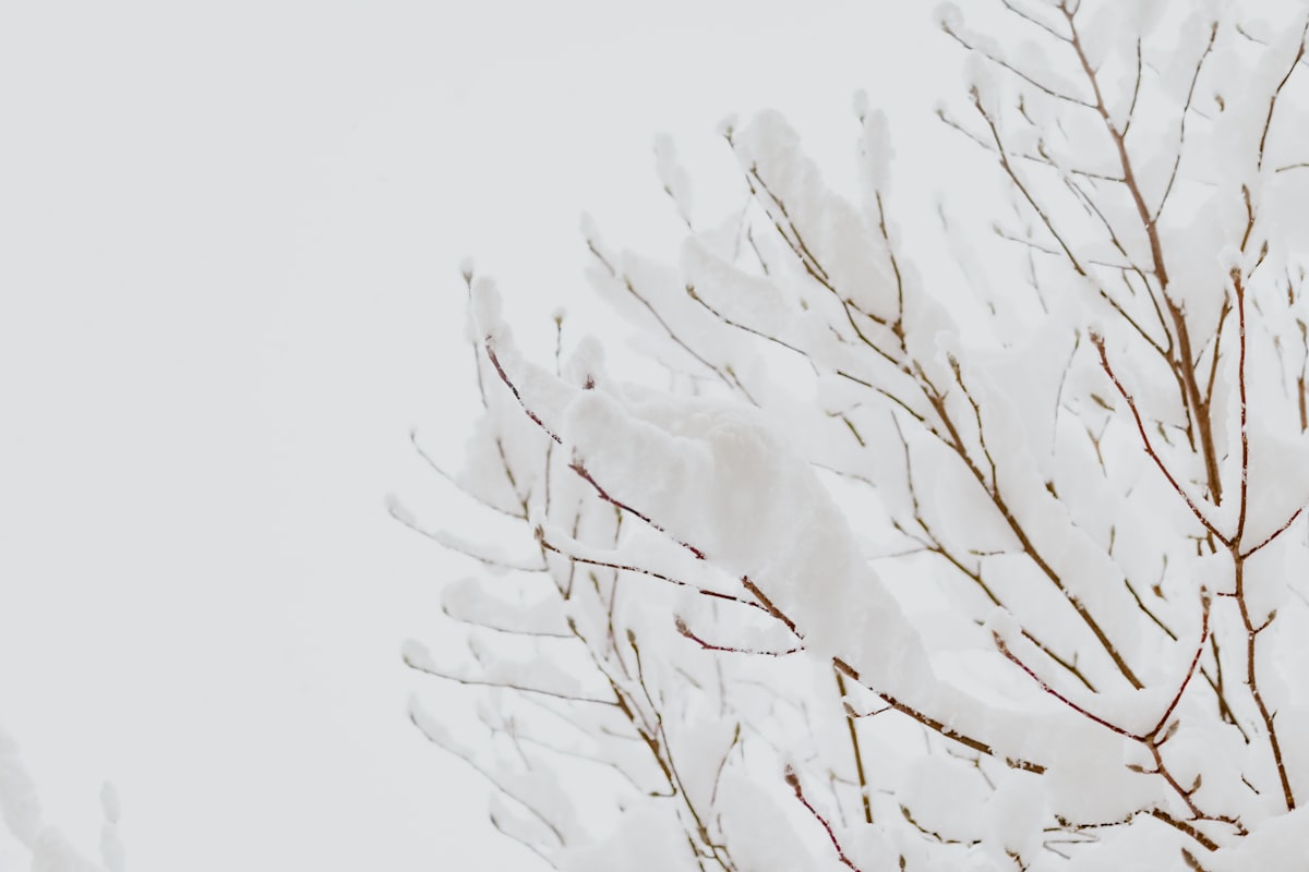 white and black tree branch related to Blanket Covers and Coverlets