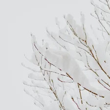 white and black tree branch related to Blanket Covers and Coverlets