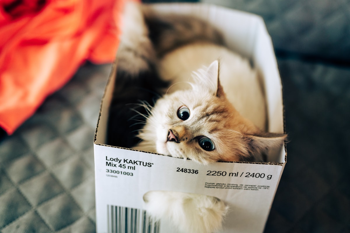 white and brown cat in white box related to The Ultimate Guide to Choosing Box Springs for Your King Size Bed