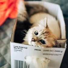 white and brown cat in white box related to The Ultimate Guide to Choosing Box Springs for Your King Size Bed