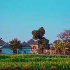 white and brown house surrounded by green grass and trees under blue sky during daytime related to Add a Pop of Rural Charm with Rooster Valances Window Treatments