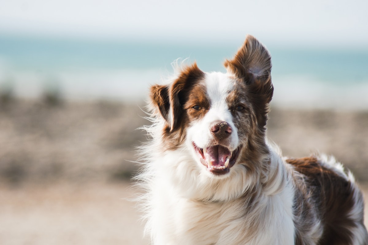 white and brown long coat large dog related to How to Build a Dog Bed: A Step-by-Step Guide for Pet Lovers