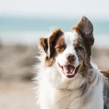 white and brown long coat large dog related to How to Build a Dog Bed: A Step-by-Step Guide for Pet Lovers