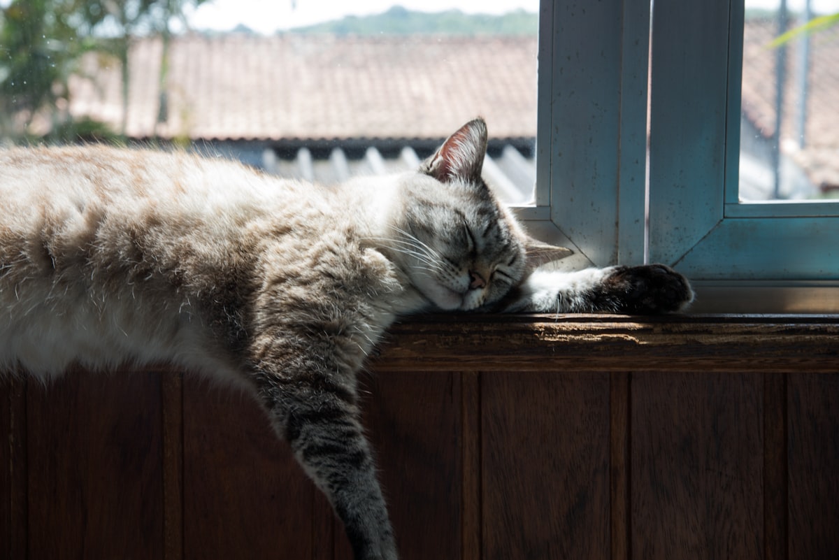 white and gray cat on brown wooden table related to Effective Strategies to Protect Your Flower Beds
