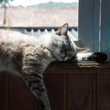 white and gray cat on brown wooden table related to Effective Strategies to Protect Your Flower Beds