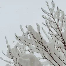 white leaf tree during daytime related to Blanket Covers and Coverlets