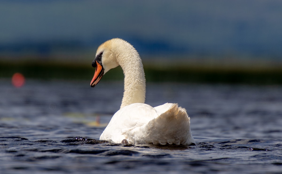 White swan on a lake related to Elegance in White: The Beauty of White Lace Valances